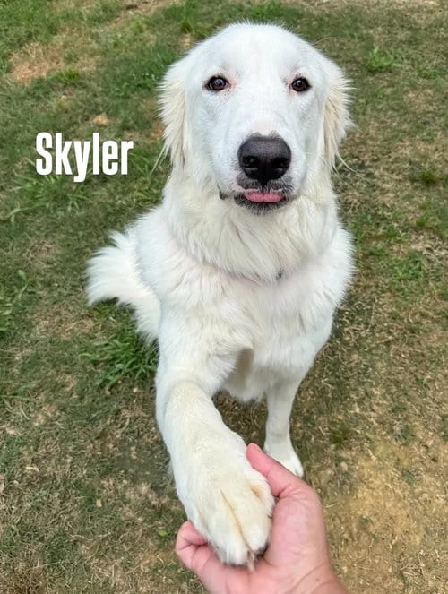 Photo of Skye AKA Skyler, adoptable Great Pyrenees in Houston, Texas