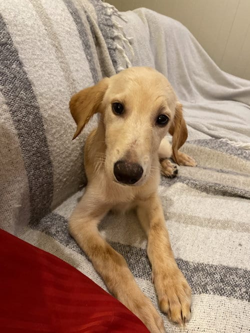 Photo of Dorian, adoptable Golden Retriever in Mobile, Alabama
