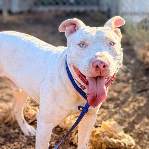 Photo of Bennie, adoptable Bull Terrier in Oakland, California