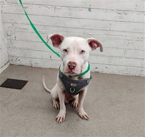 Photo of Violet, adoptable Pit Bull Terrier in San Bernardino, California