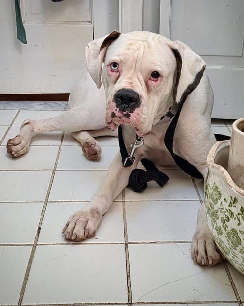 Photo of Cincy - Columbia, adoptable Boxer in Monticello, New Jersey