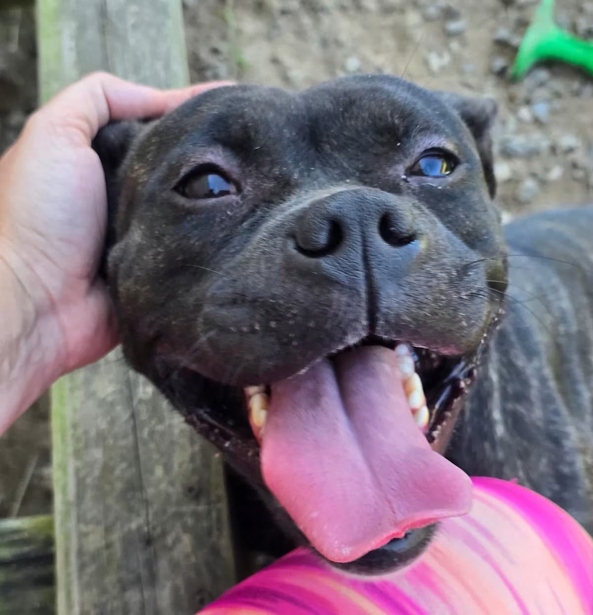 Photo of Petunia, adoptable American Bulldog/Boxer in CRANSTON, Rhode Island