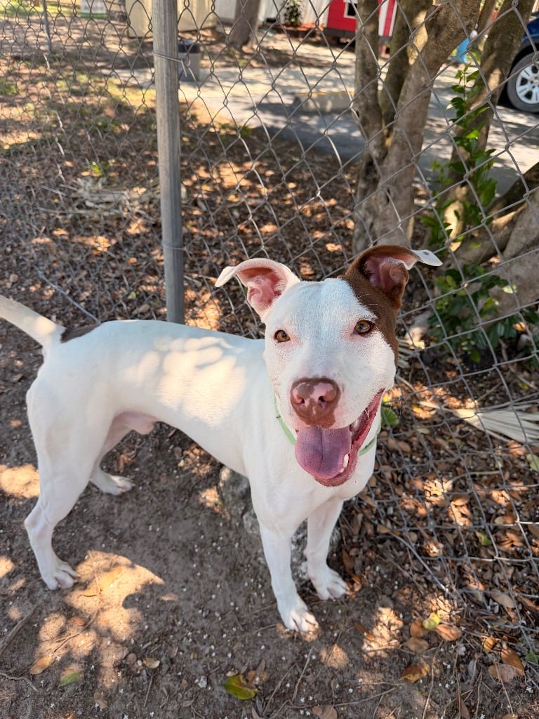 Photo of Ollie, adoptable Mixed Breed in Ocala, Florida