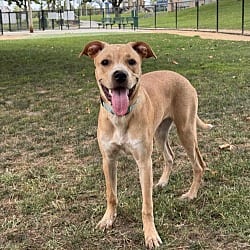 Photo of Bunny, adoptable Labrador Retriever Rottweiler in Corona, California
