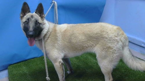 Photo of Trinity, adoptable German Shepherd Dog in Gardena, California