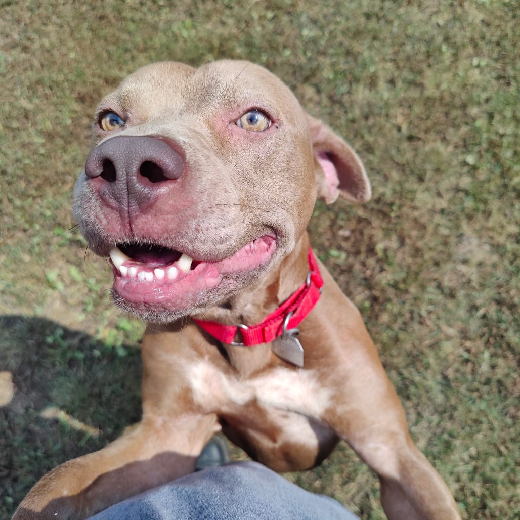 Photo of Beau, adoptable Mixed Breed (Medium) in Chattanooga, Tennessee