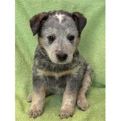 Photo of M.C. Flurry, adoptable Australian Cattle Dog in Lancaster, California