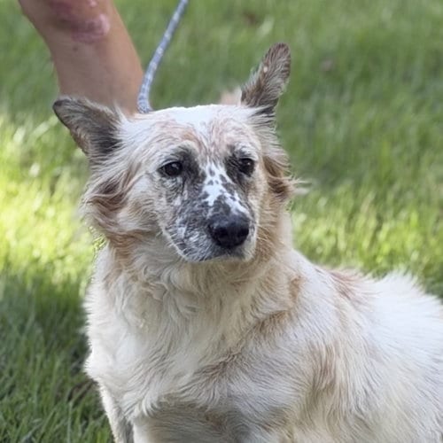 Photo of Sina, adoptable Corgi in Yardley, Pennsylvania
