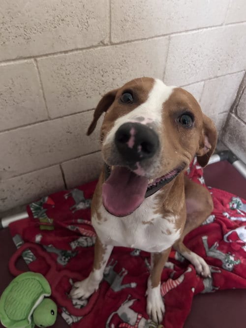 Photo of Buster, adoptable Hound in Sanford, Florida