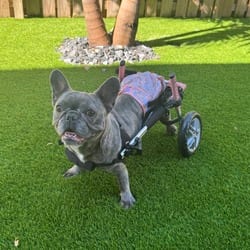 Photo of Ursula Pink, adoptable French Bulldog in Loxahatchee, Florida