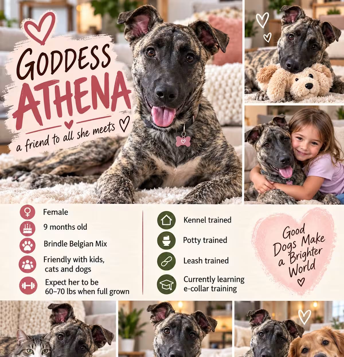 Photo of Bayla, adoptable Belgian Malinois in Bedminster, New Jersey