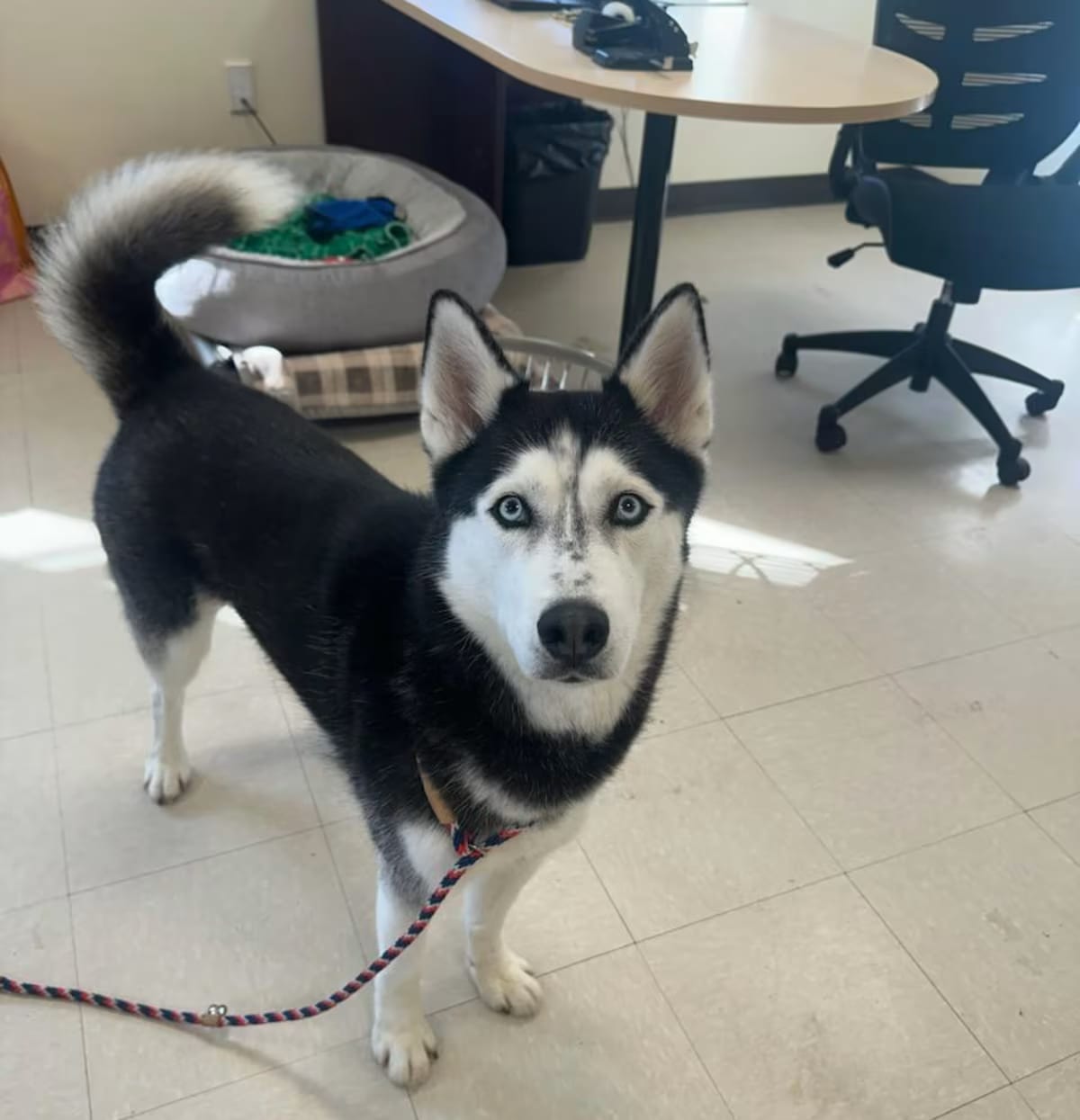 Photo of Luna, adoptable Husky in Clayton, New Jersey