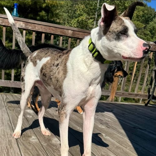 Photo of Gargoyle, adoptable Catahoula Leopard Dog in New Oxford, Pennsylvania