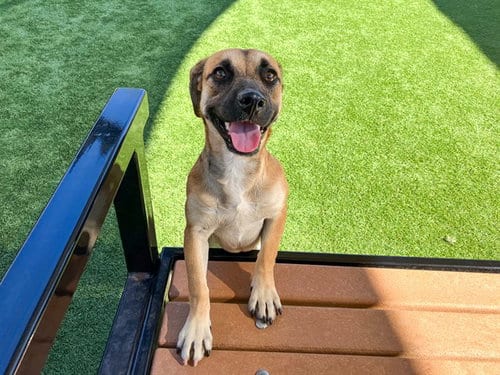 Photo of Purdy, adoptable German Shepherd Dog in Orange, California