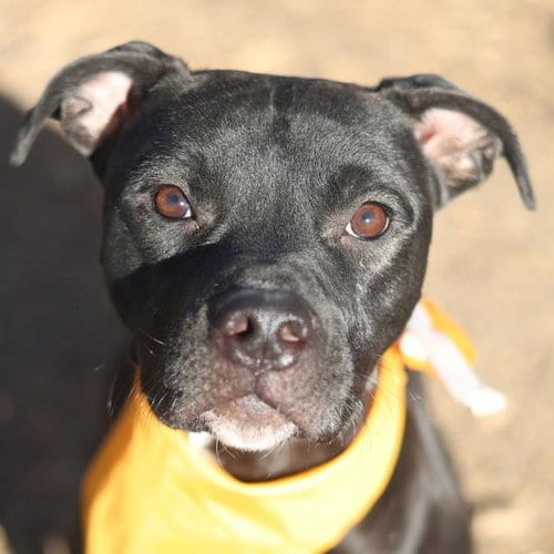 Photo of Bubba, adoptable American Pit Bull Terrier in San Antonio, Texas