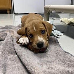Photo of Zuma, adoptable Terrier (Unknown Type, Medium) Beagle in Hartford, Kentucky