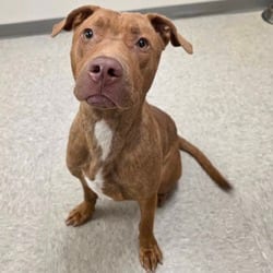 Photo of Dee Dee, adoptable American Pit Bull Terrier in Chatham, Virginia