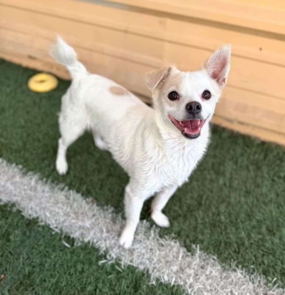 Photo of Zach, adoptable Chihuahua in PHOENIX, Arizona
