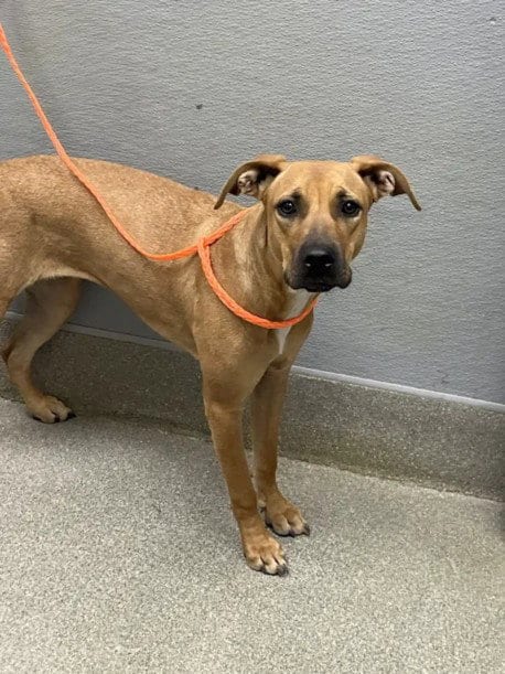 Photo of Tiny, adoptable Pit Bull Terrier in Las Vegas, Nevada