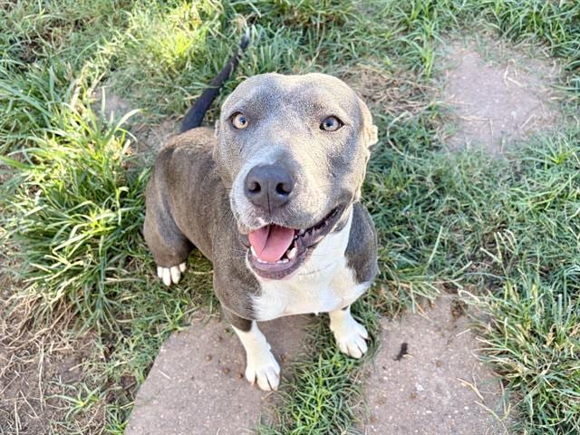 Photo of Montana, adoptable Staffordshire Bull Terrier mix in Houston, Texas