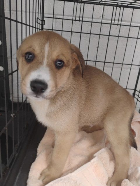 Photo of Venus, adoptable Labrador Retriever in San Bernardino, California