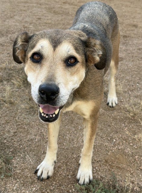 Photo of Calissa, adoptable German Shepherd Dog in Killeen, Texas
