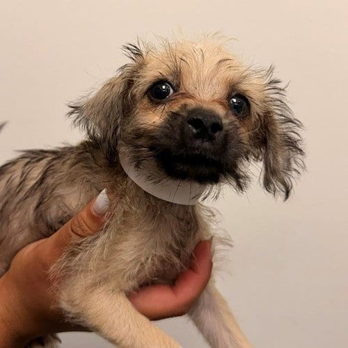 Photo of Calvin, adoptable Unknown breed in Rancho Santa Fe, California