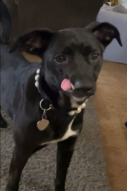 Photo of Destiny, adoptable Belgian Shepherd Malinois in Hayward, California