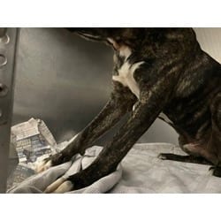 Photo of Bruno, adoptable Mixed Breed (Medium) in Baton Rouge, Louisiana