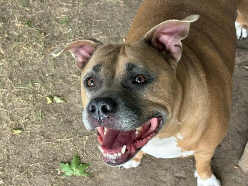 Photo of Babygirl, adoptable Pit Bull Terrier in Tulsa, Oklahoma