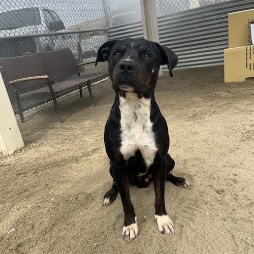 Photo of Romeo, adoptable Pit Bull Terrier in Thousand Palms, California