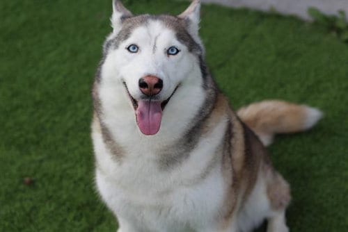 Photo of Hachi, adoptable Siberian Husky in Grand Prairie, Texas