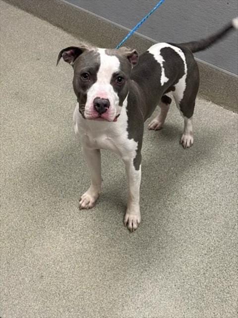 Photo of Happy Feet, adoptable Pit Bull Terrier in Las Vegas, Nevada