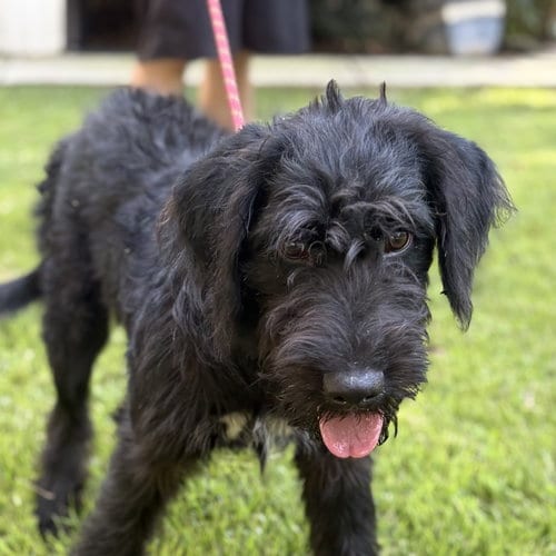 Photo of Kit, adoptable Poodle (unknown type) in Yardley, Pennsylvania