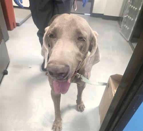Photo of A171863, adoptable Weimaraner in Bakersfield, California