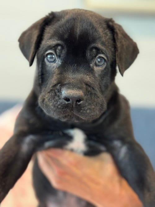 Photo of Charlotte's Puppy Charlie, adoptable Labrador Retriever in San Diego, California