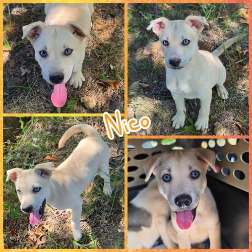 Photo of Nico, adoptable Husky in Blacksburg, South Carolina