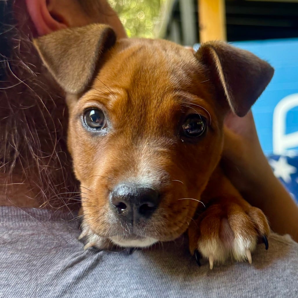 Photo of Bolin, adoptable Mixed Breed (Medium) in Decatur, Georgia