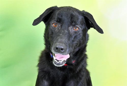 Photo of Remi, adoptable Labrador Retriever in Ft Lauderdale, Florida