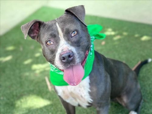 Photo of Rocko, adoptable Pit Bull Terrier in San Pedro, California