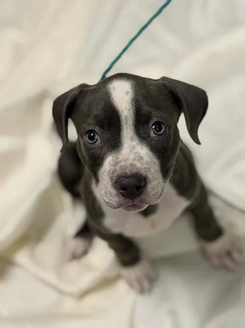 Photo of Odette, adoptable Pit Bull Terrier in Las Vegas, Nevada