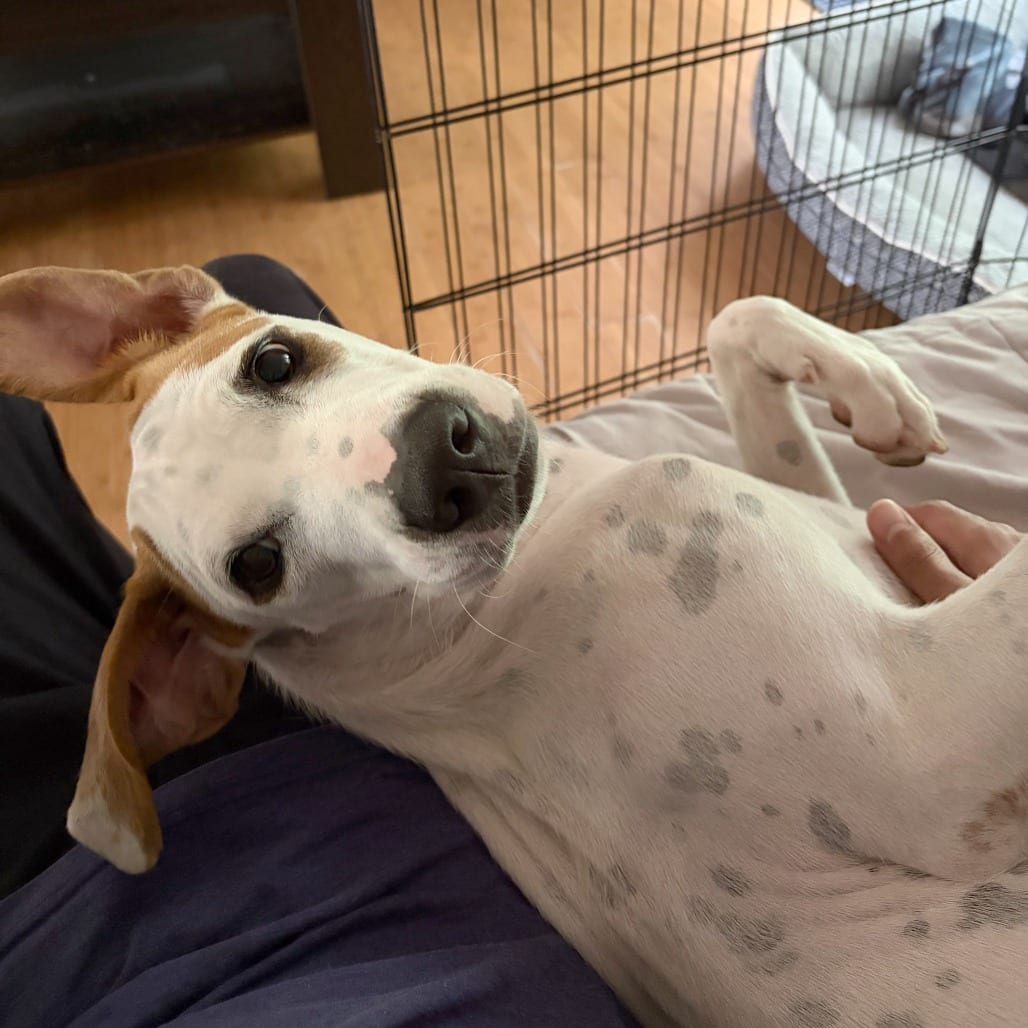 Photo of Spelling Bee, adoptable Mixed Breed (Medium) in St. Louis, Missouri