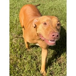 Photo of Yammy, adoptable Mixed Breed (Medium) in Port St. Joe, Florida