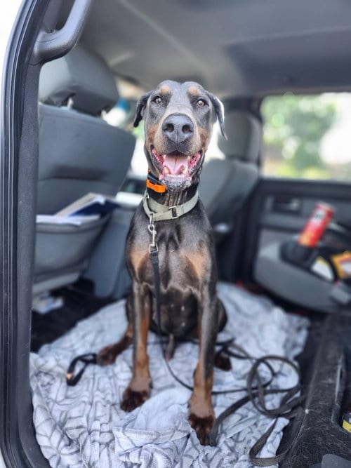 Photo of Roscoe, adoptable Doberman Pinscher in Minneaoplis, Minnesota