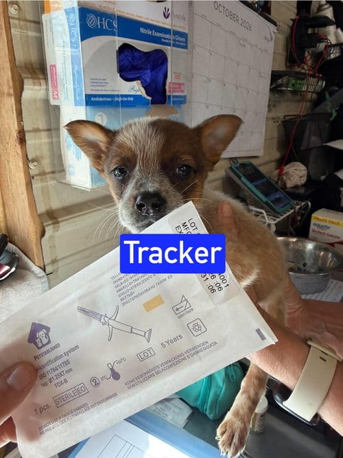 Photo of KP Tracker, adoptable Australian Cattle Dog/Blue Heeler in Warrenton, Missouri