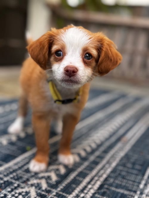Photo of Beurre Blanc, adoptable Maltese in Romoland, California