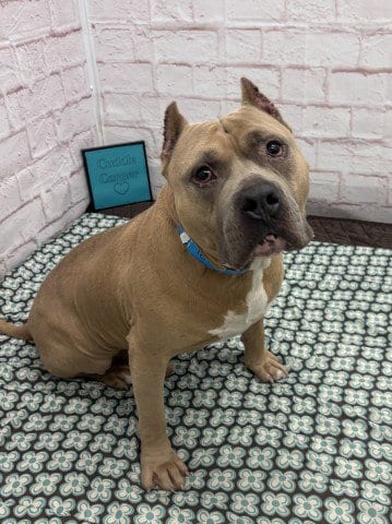 Photo of Max, adoptable American Bulldog in Detroit, Michigan