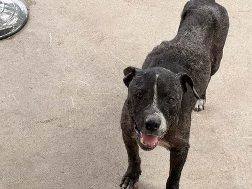 Photo of Solo, adoptable American Pit Bull Terrier in San Diego, California