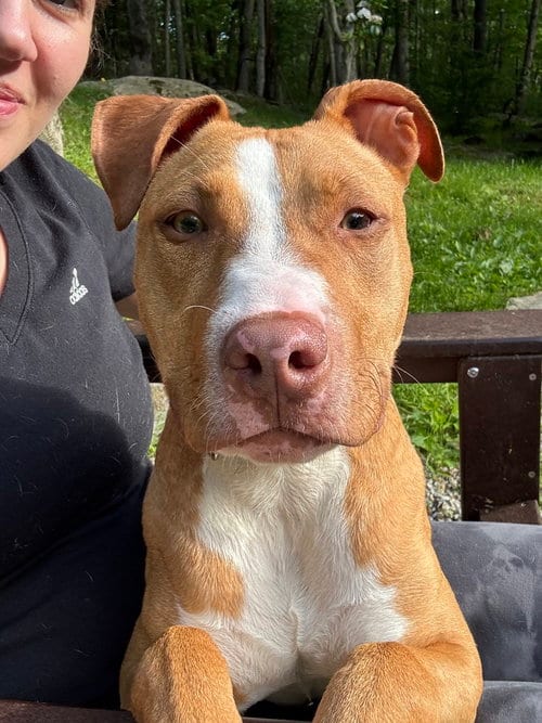 Photo of Reyna, adoptable American Pit Bull Terrier in Brewster, New York