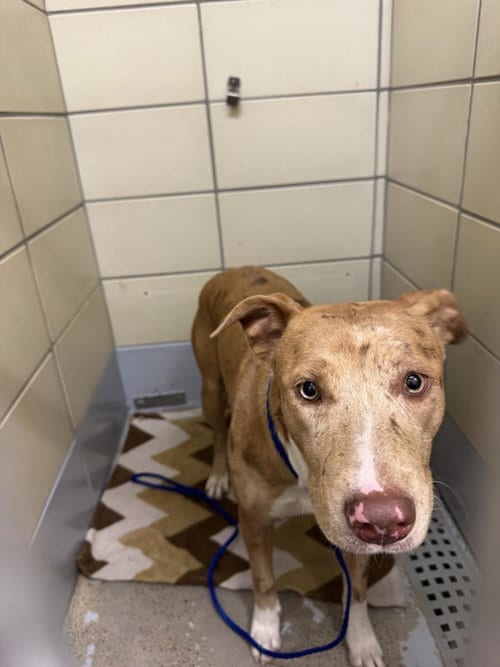 Photo of Blu, adoptable Staffordshire Bull Terrier in Houston, Texas
